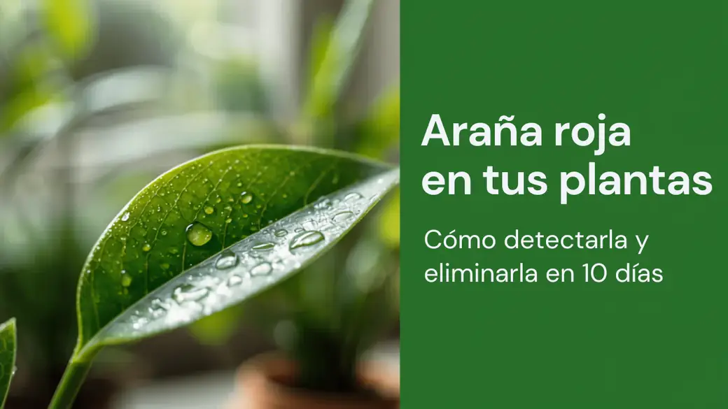 Hoja de planta con gotas de agua junto al título Araña roja en tus plantas