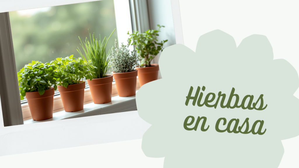 Huerta mini en tu departamento: 5 hierbas que crecen sin sol directo