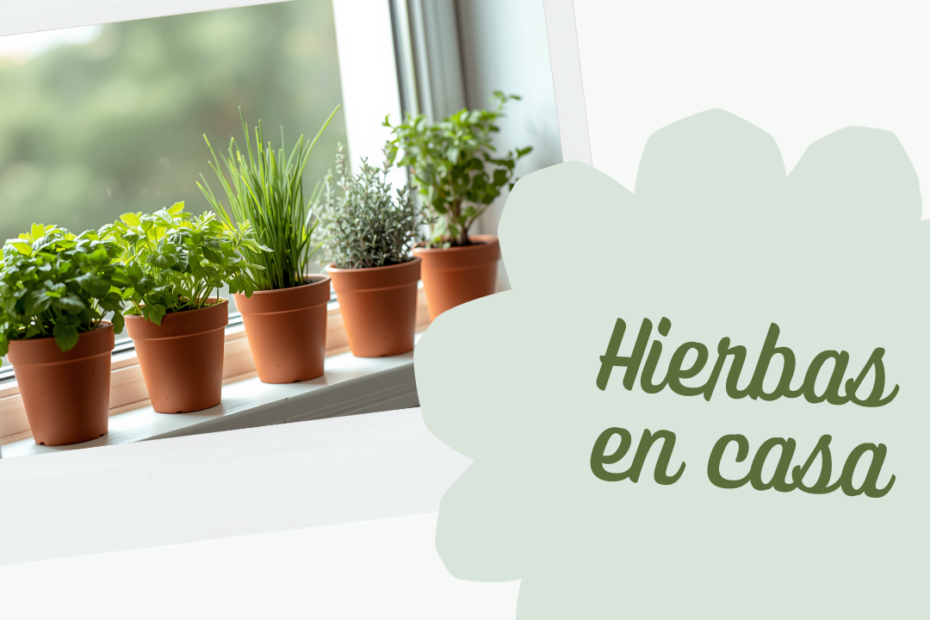 Huerta mini en tu departamento: 5 hierbas que crecen sin sol directo