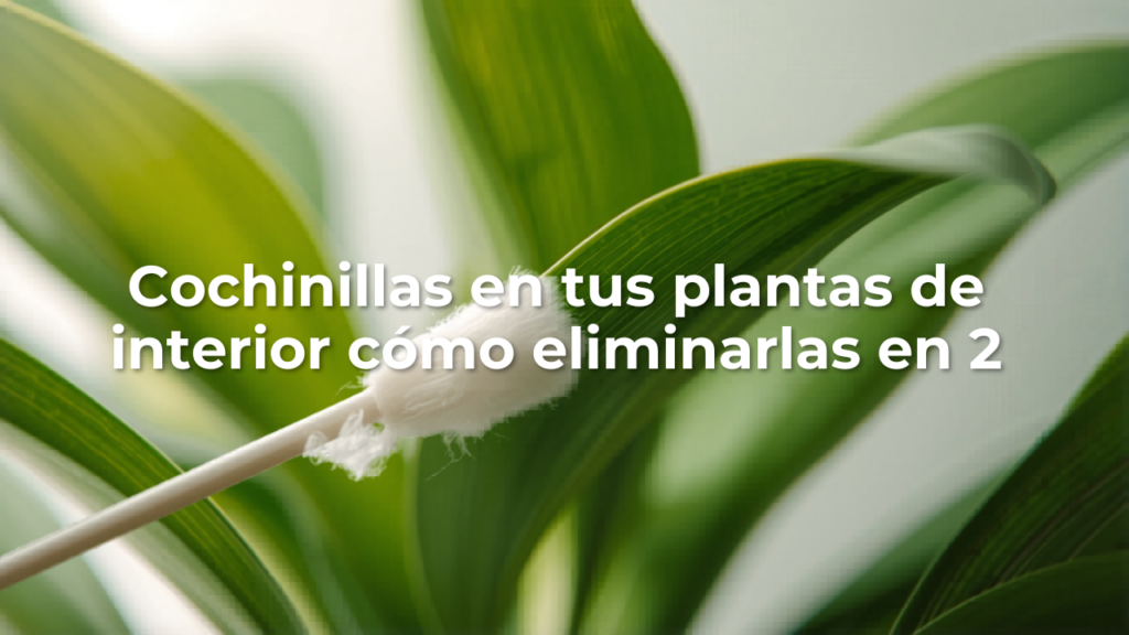 Cochinillas en tus plantas de interior: cómo eliminarlas en 2 semanas