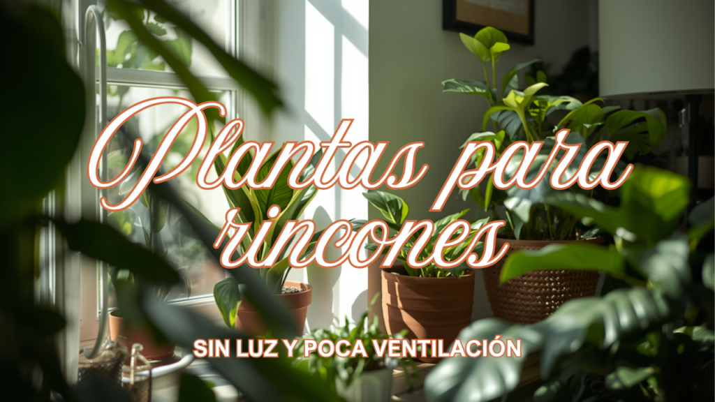 5 plantas para habitaciones sin luz directa ni ventilación