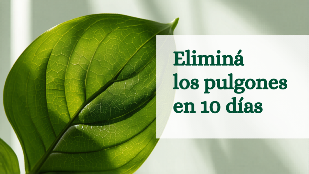 Pulgones en tus plantas de interior: cómo eliminarlos en 10 días