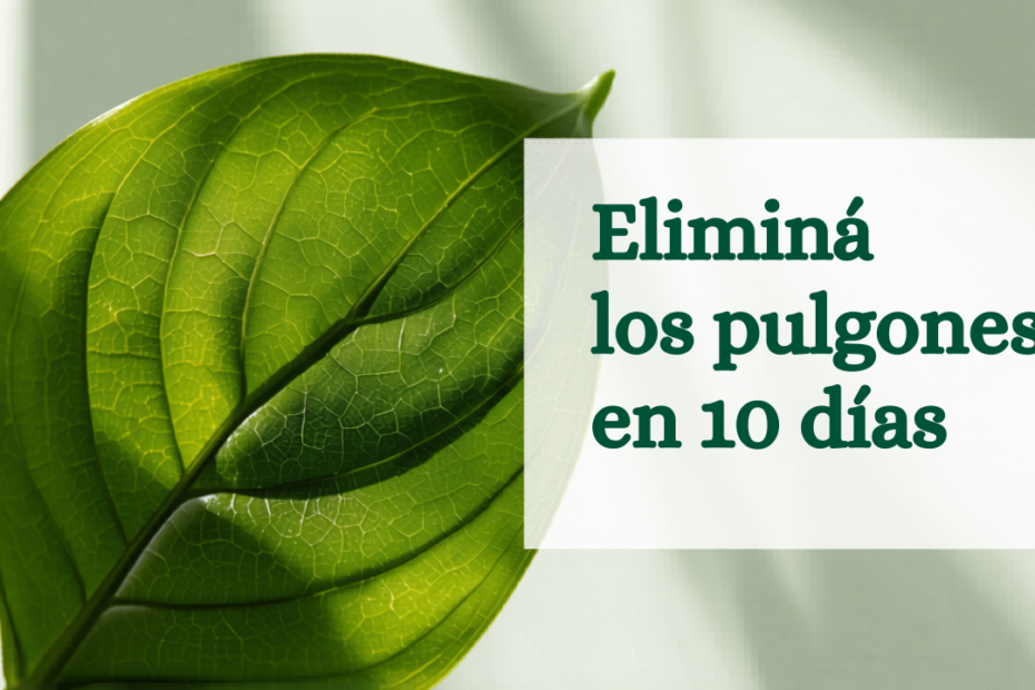 Pulgones en tus plantas de interior: cómo eliminarlos en 10 días