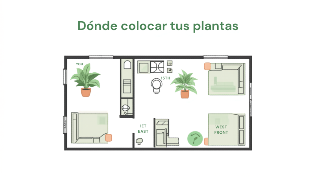 Dónde colocar tus plantas según la luz real de tu departamento