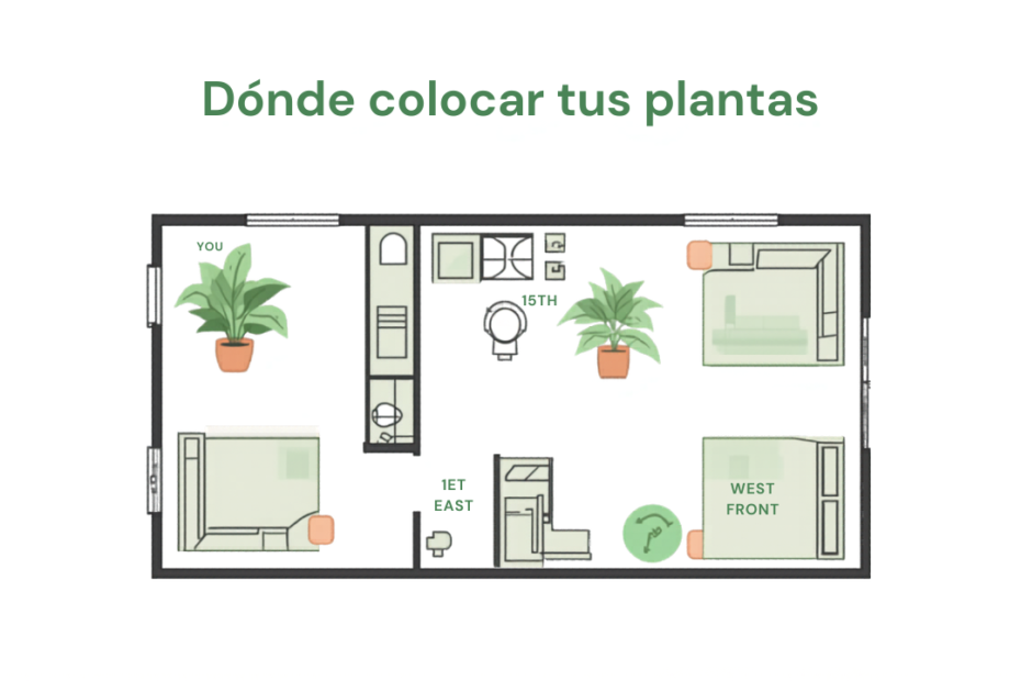 Dónde colocar tus plantas según la luz real de tu departamento