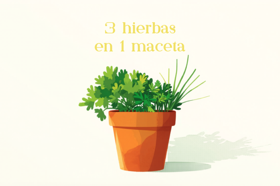 Cilantro, perejil y cebollín: las 3 hierbas que crecen juntas en una sola maceta