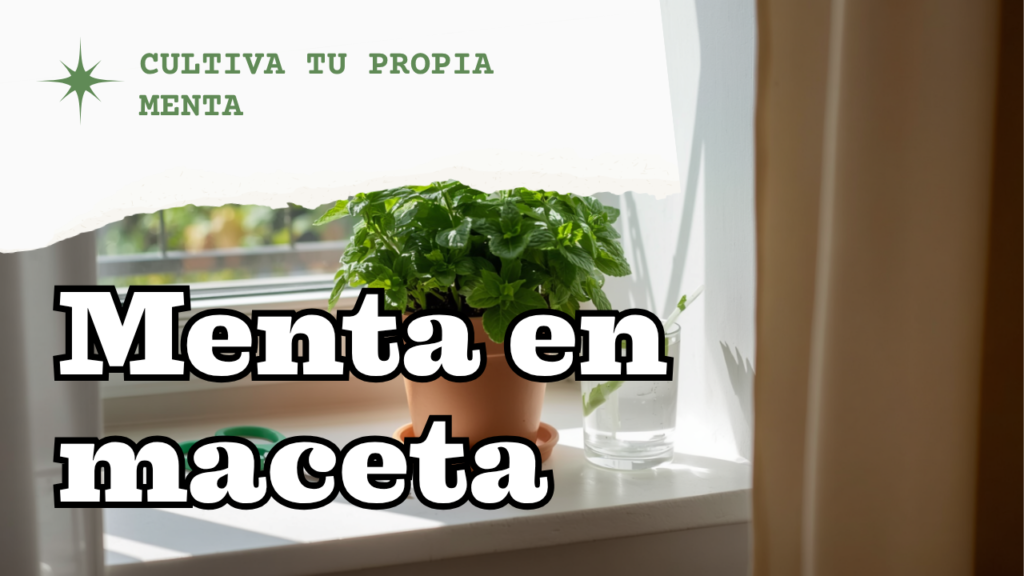 Menta en maceta: cómo cultivarla sin que invada toda tu huerta