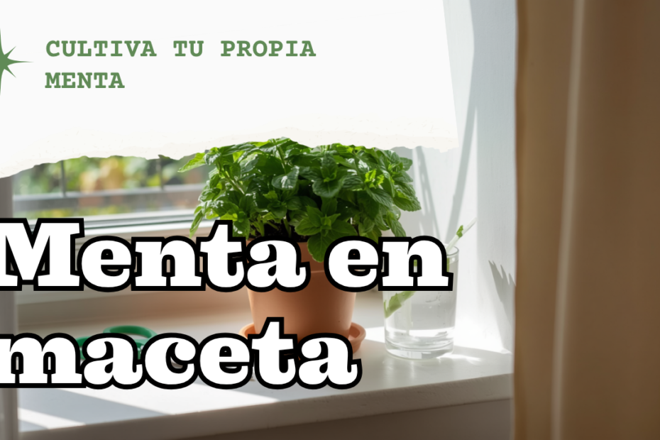Menta en maceta: cómo cultivarla sin que invada toda tu huerta