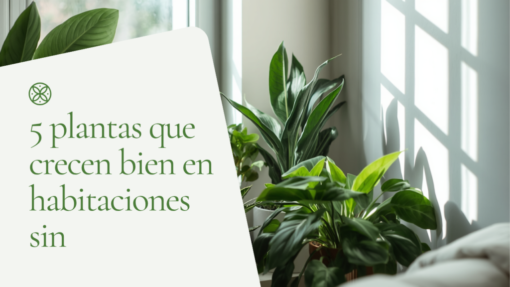 5 plantas que crecen bien en habitaciones sin luz solar directa