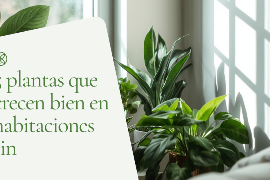 5 plantas que crecen bien en habitaciones sin luz solar directa