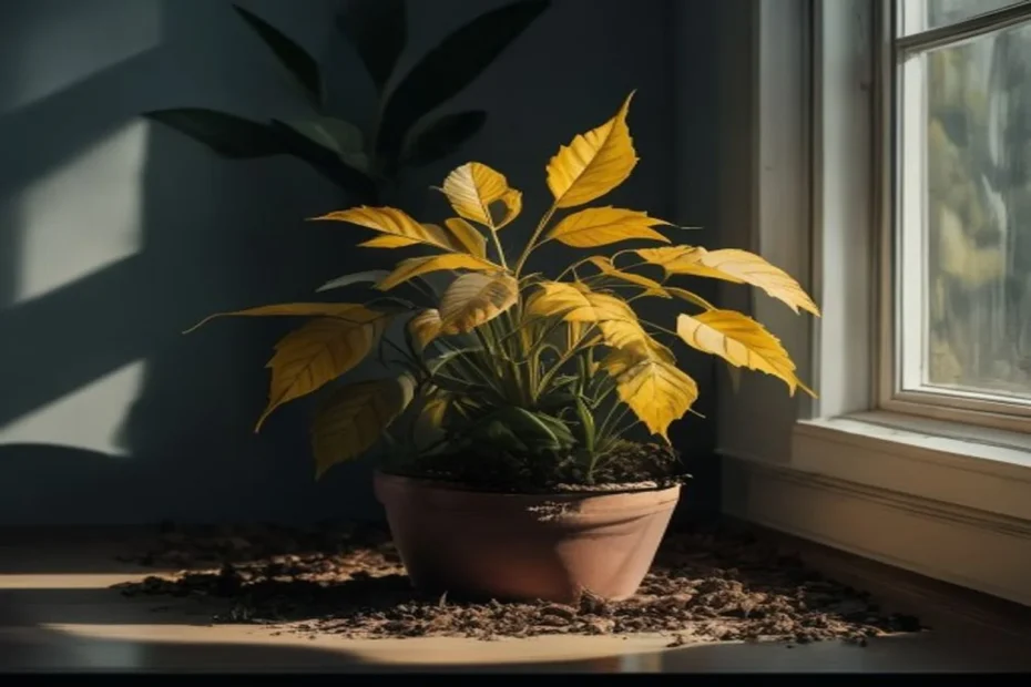 Planta con hojas amarillas señal de exceso de riego